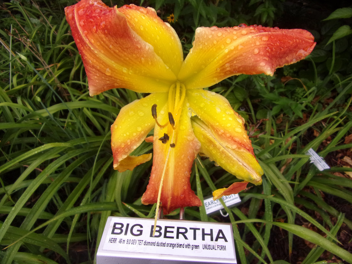 BIG BERTHA