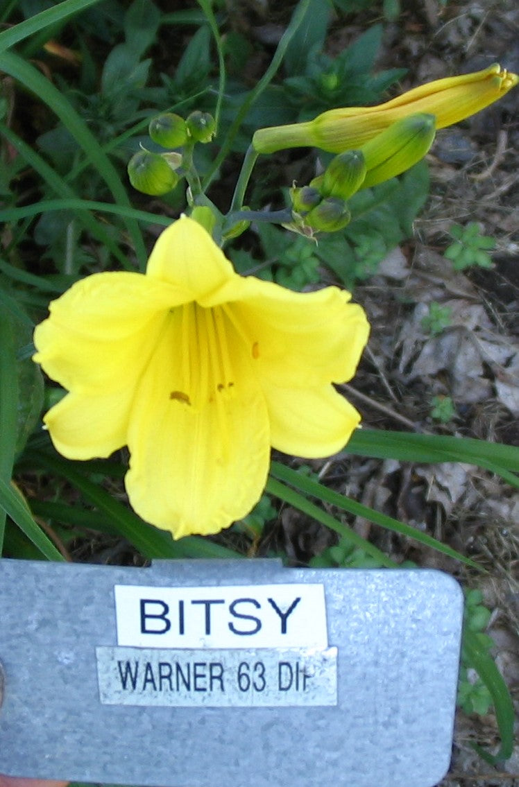 BITSY