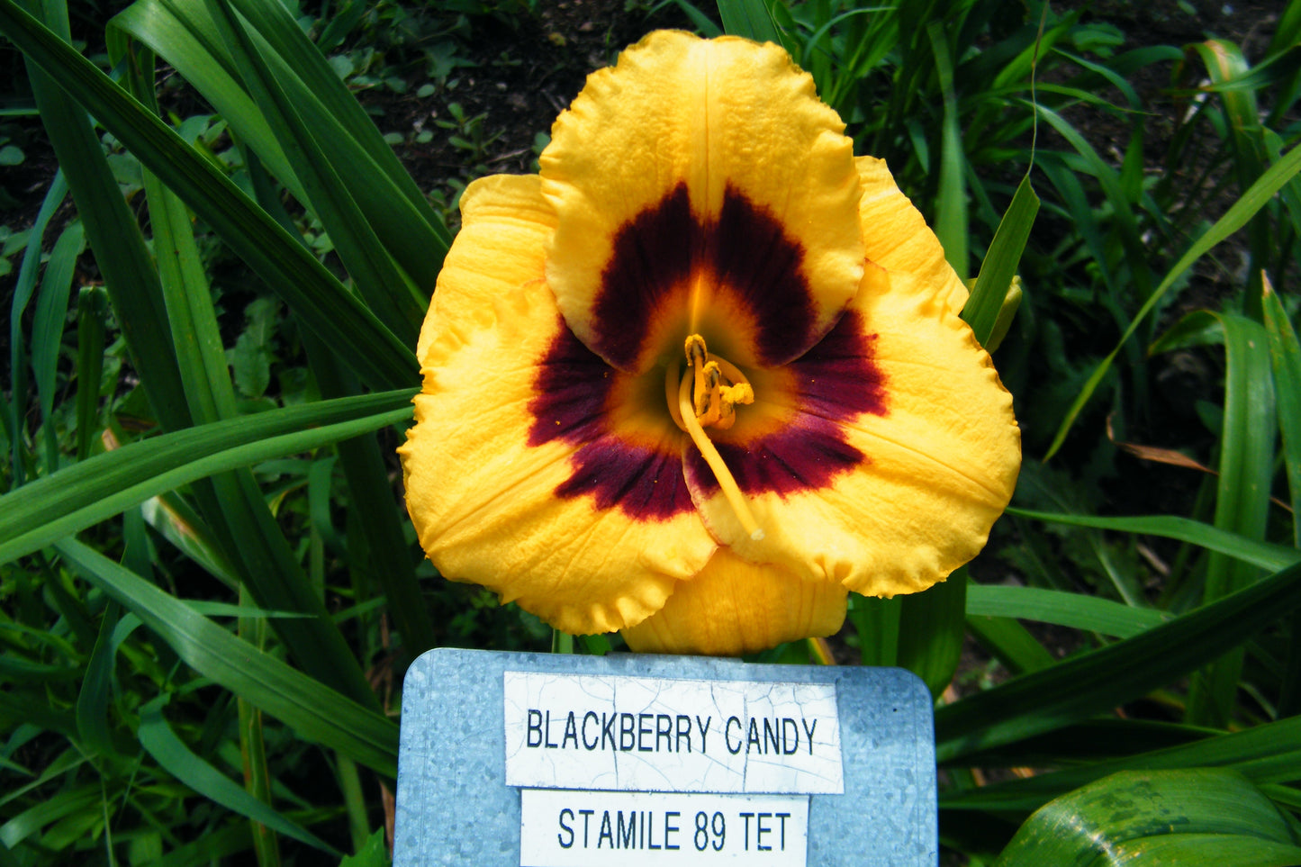 BLACKBERRY CANDY