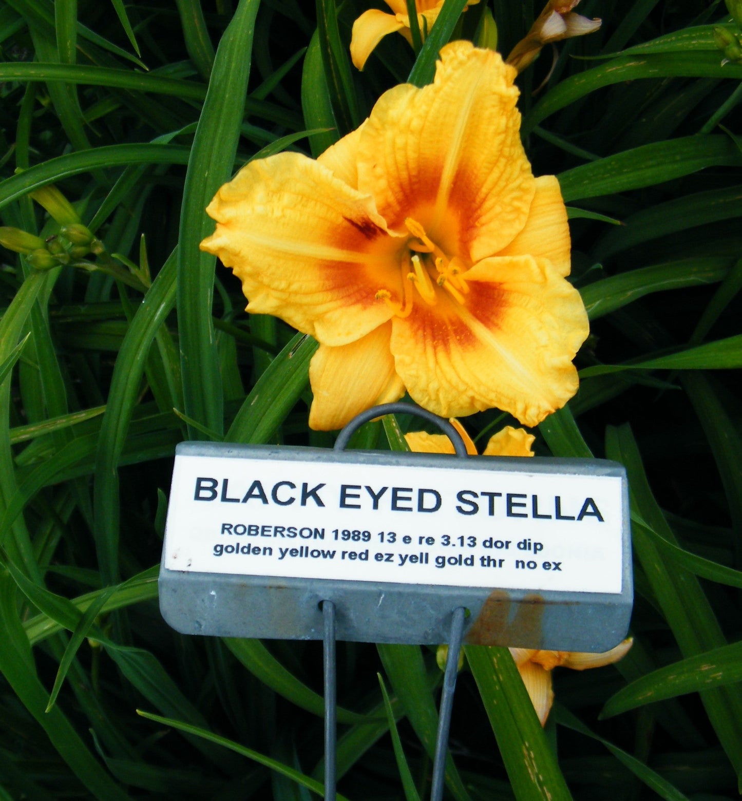 BLACK EYED STELLA