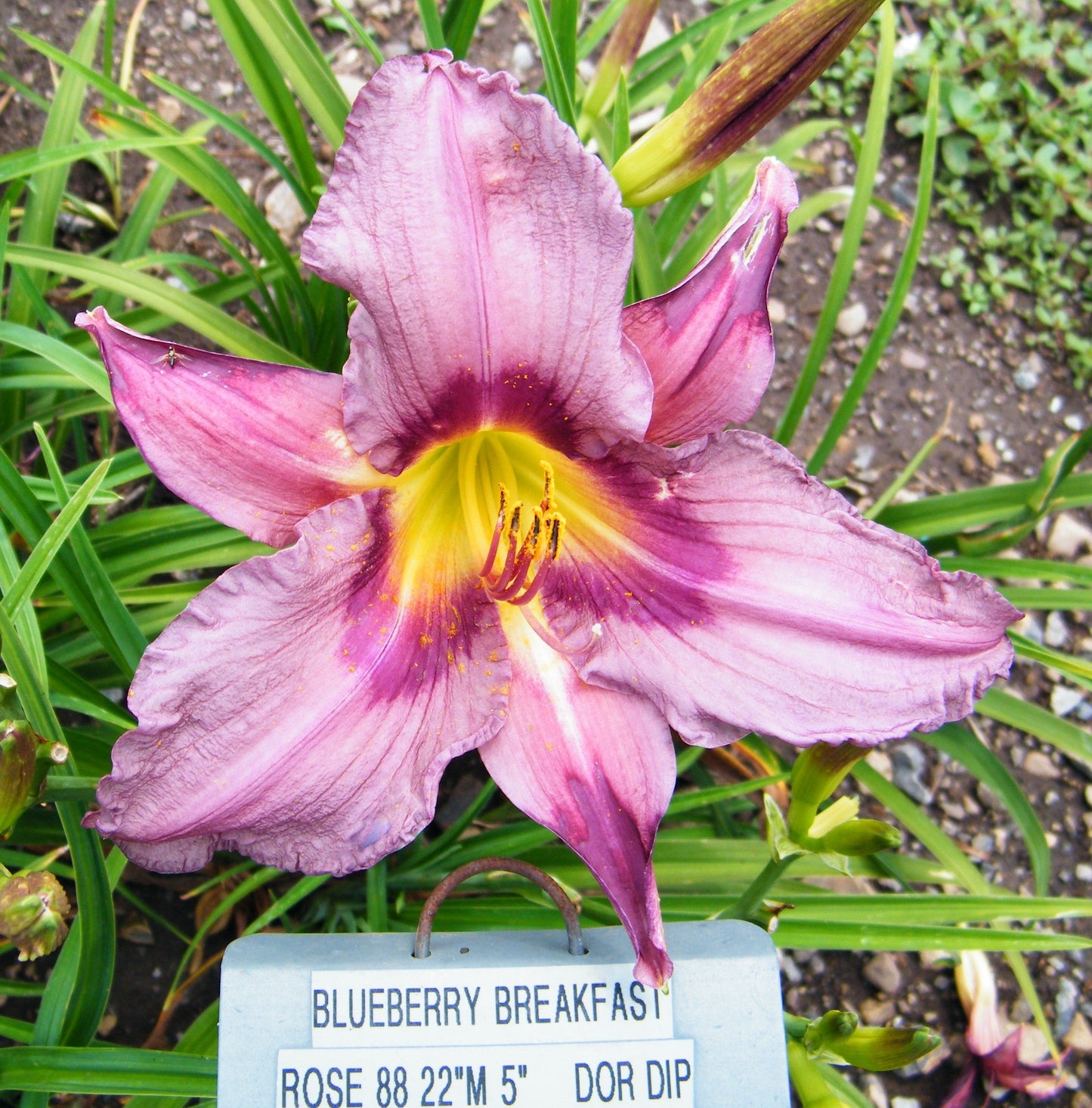 BLUEBERRY BREAKFAST