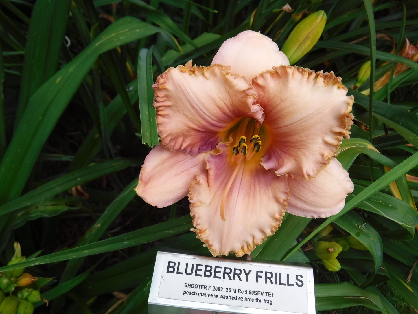 BLUEBERRY FRILLS