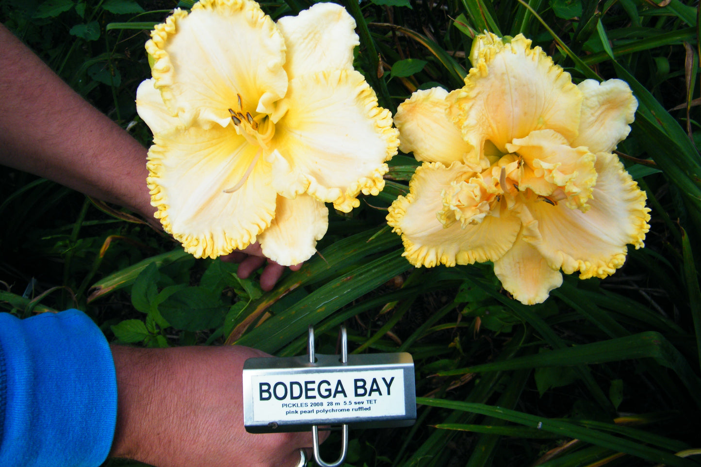 BODEGA BAY