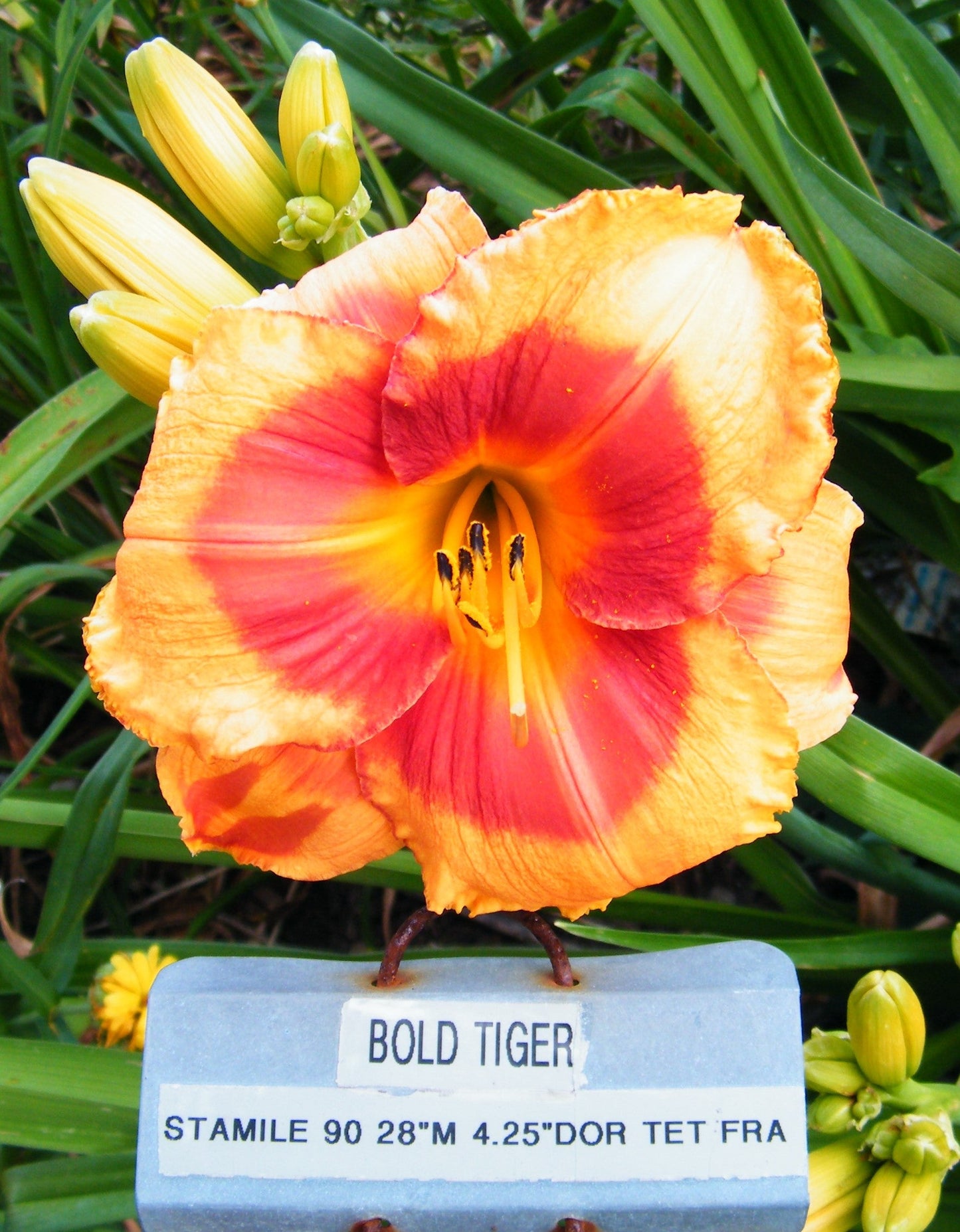 BOLD TIGER
