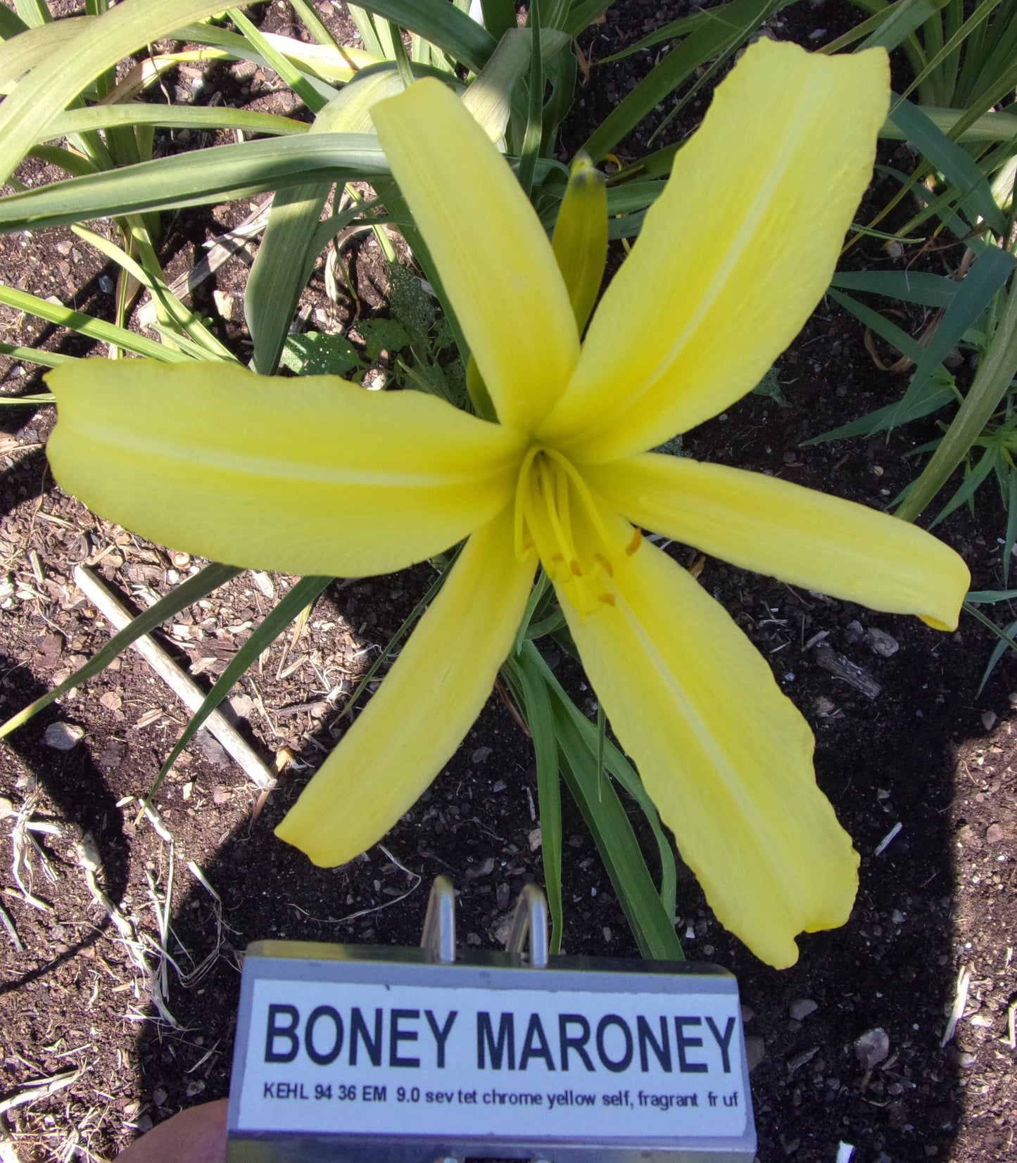 BONEY MARONEY