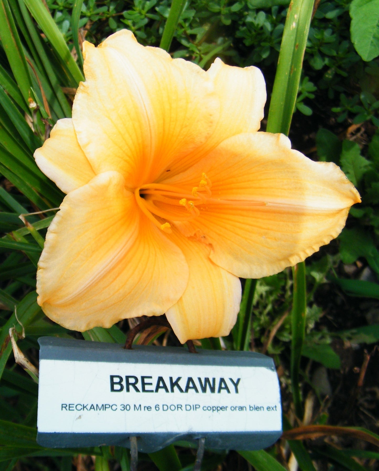 BREAKAWAY