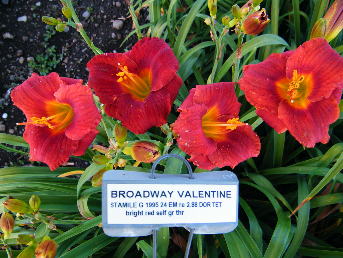 BROADWAY VALENTINE