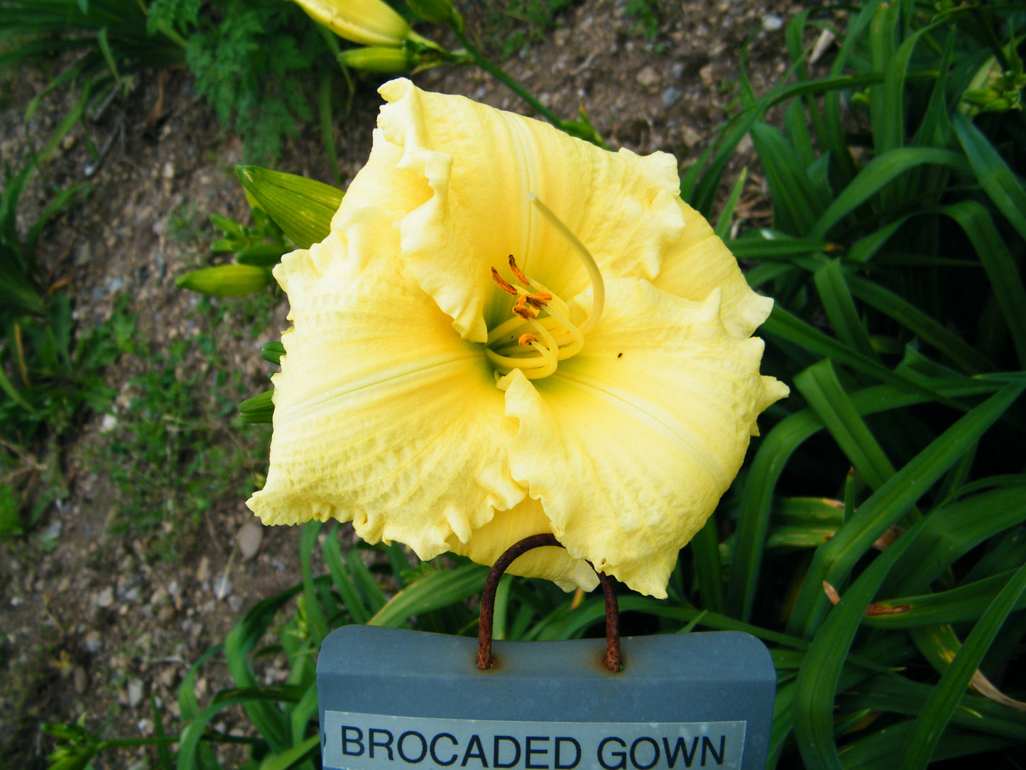 BROCADED GOWN