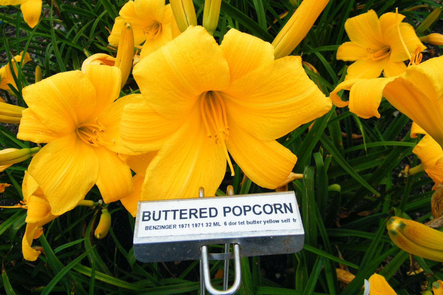 BUTTERED POPCORN