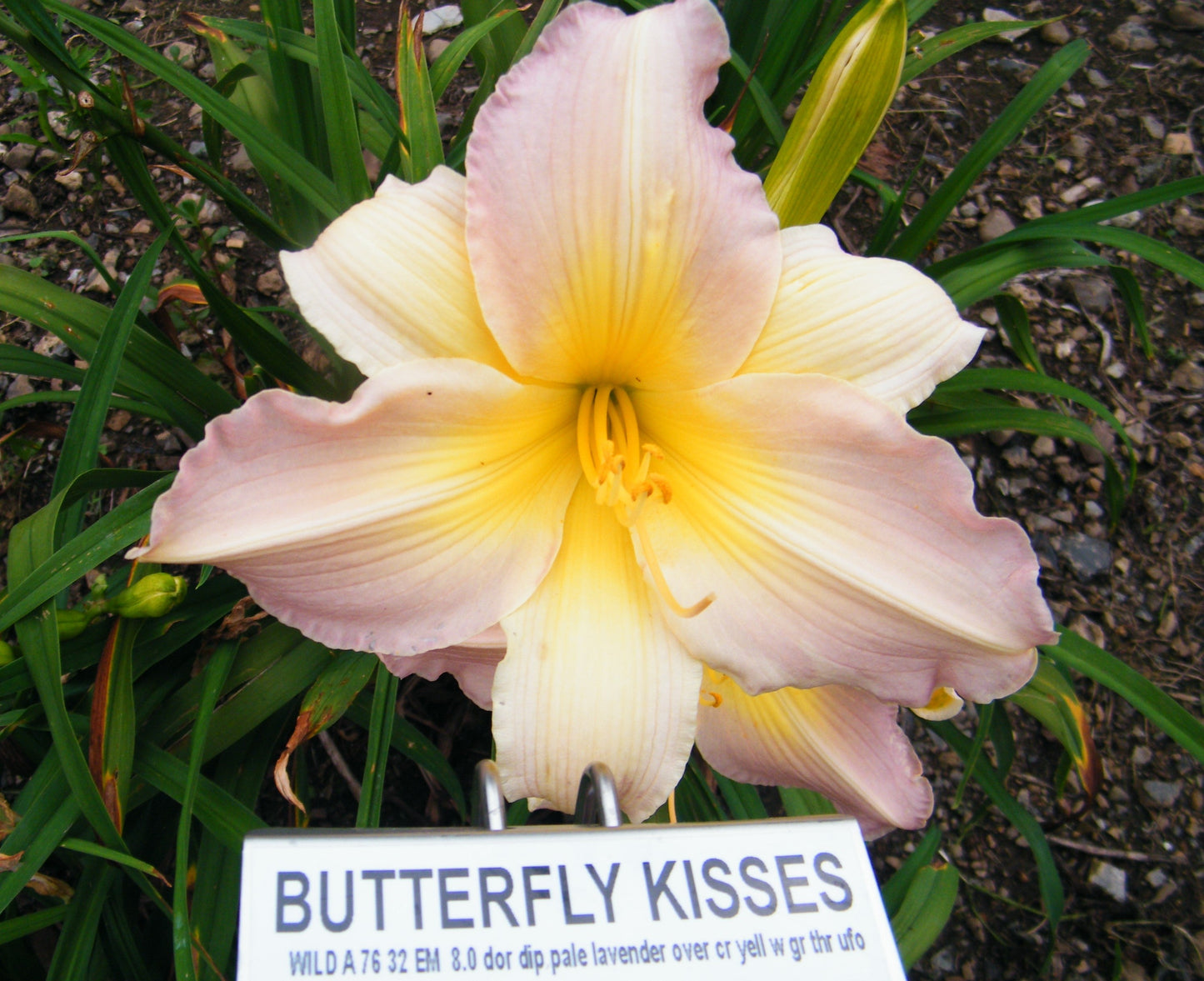 BUTTERFLY KISSES