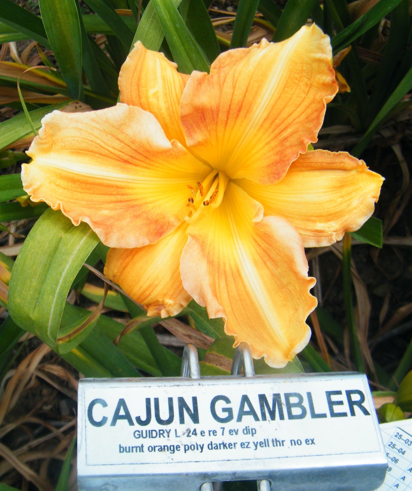 CAJUN GAMBLER