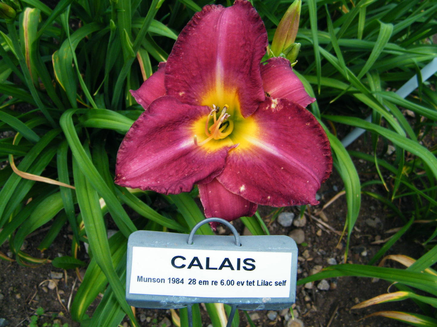CALAIS