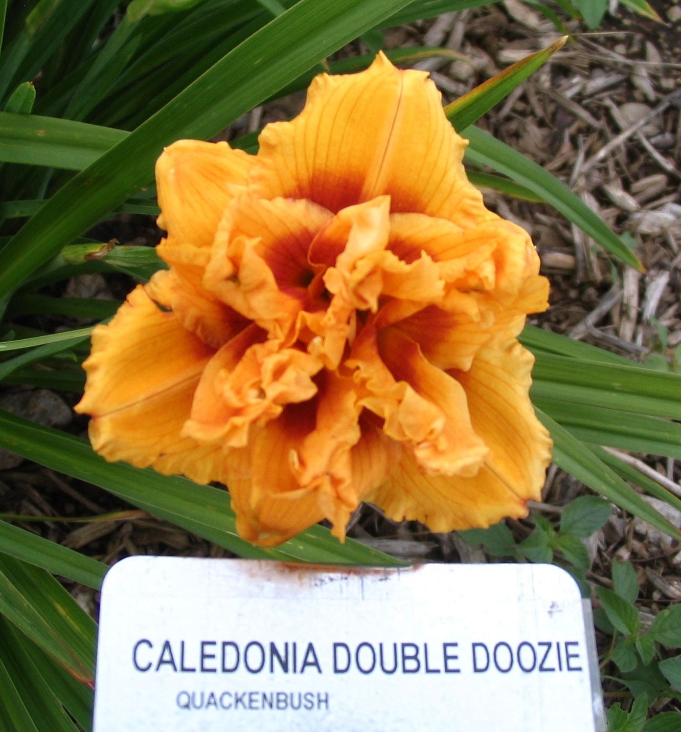 CALEDONIA DOUBLE DOOZIE