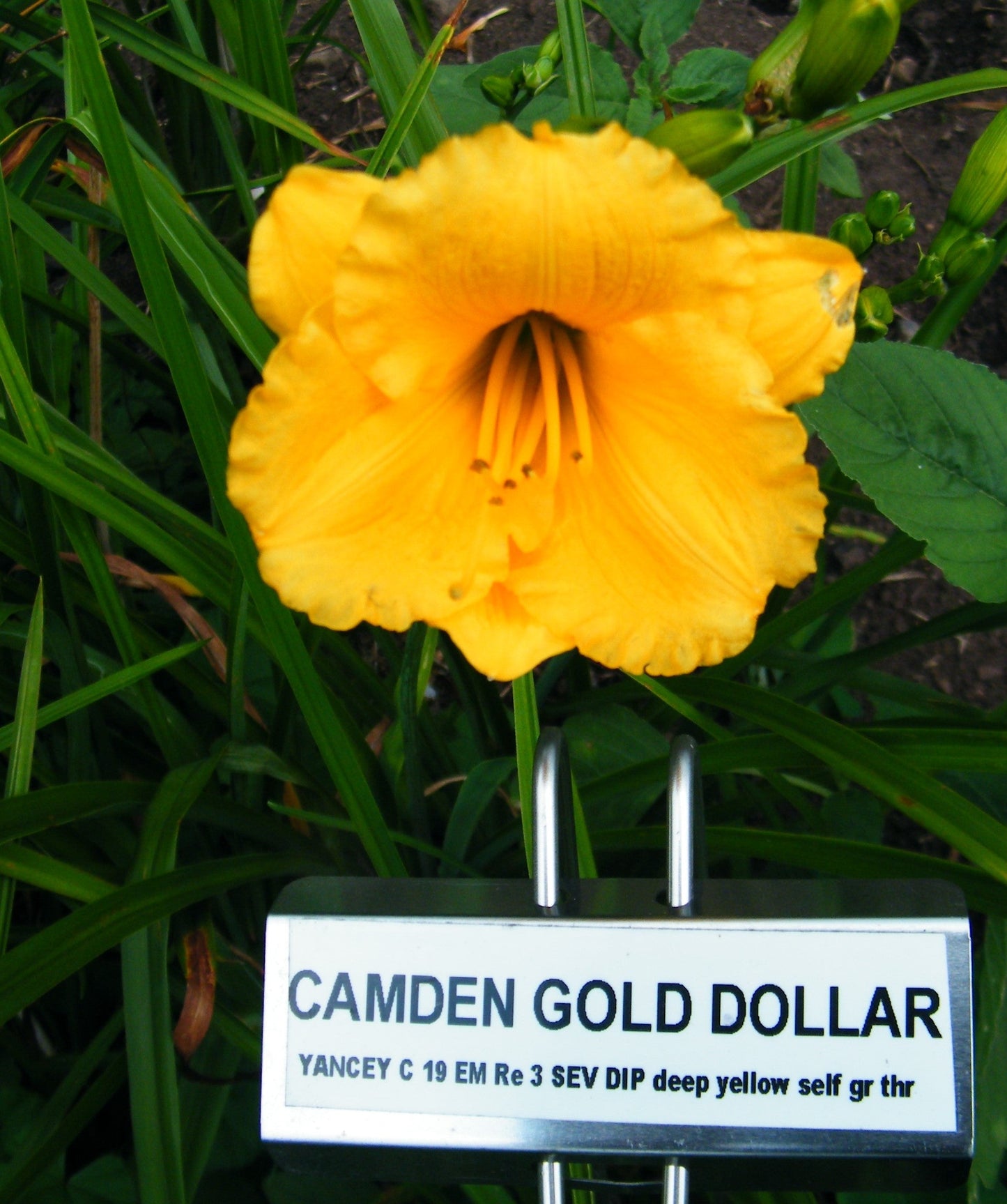 CAMDEN GOLD DOLLAR