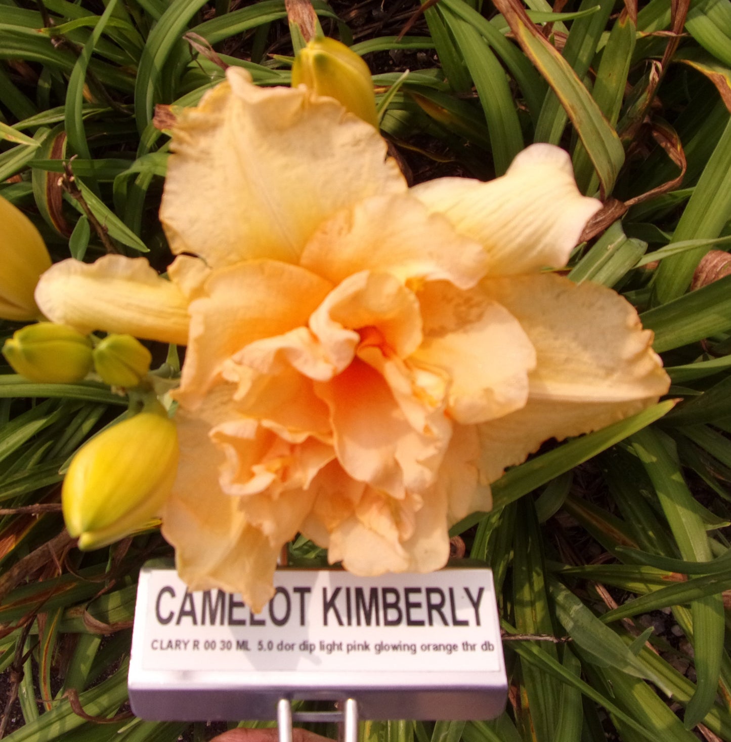 CAMELOT KIMBERLY