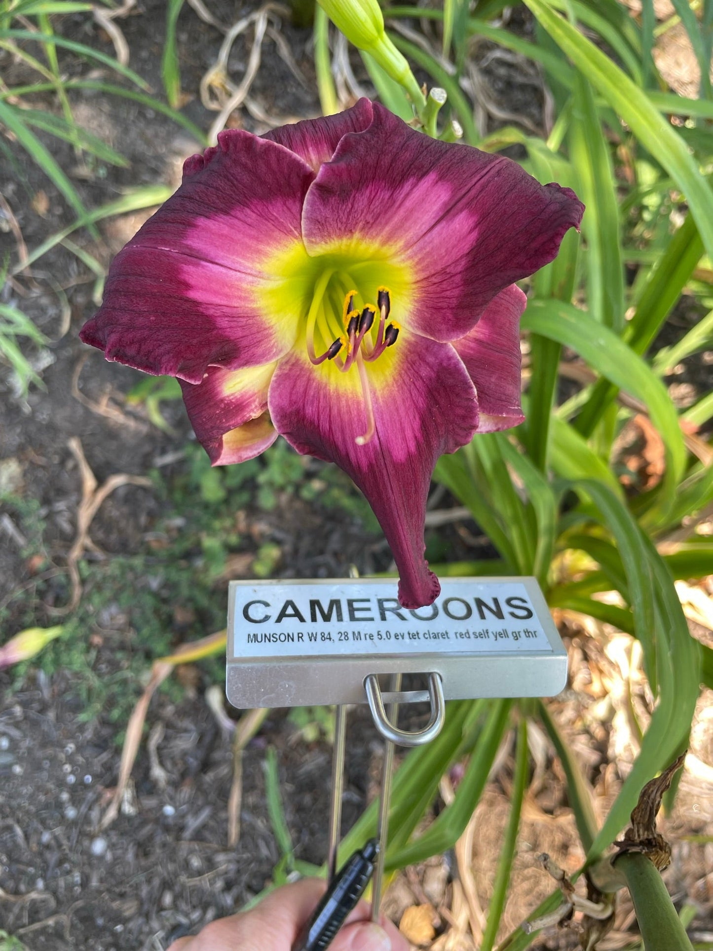 CAMEROONS