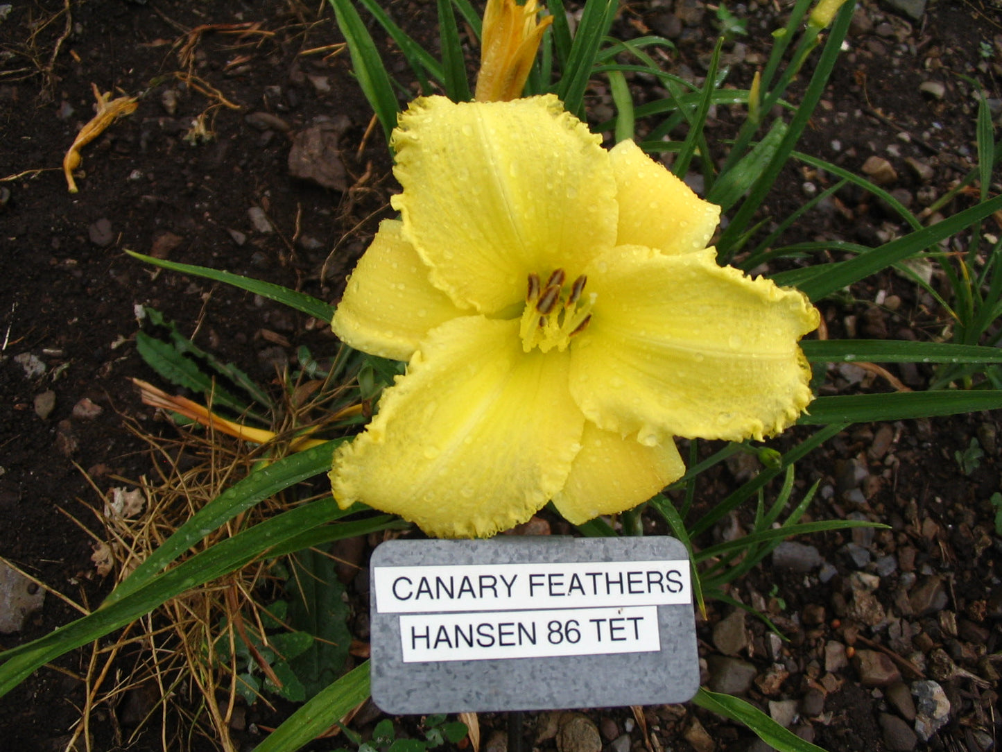 CANARY FEATHERS