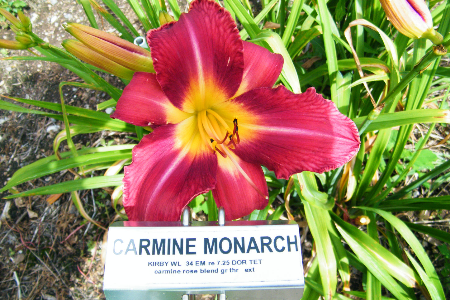 CARMINE MONARCH