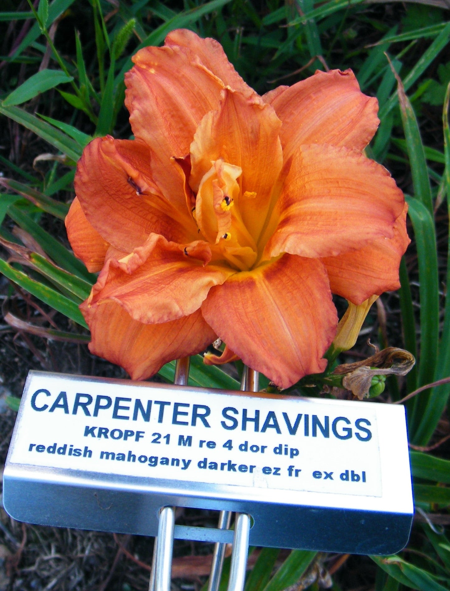 CARPENTER SHAVINGS