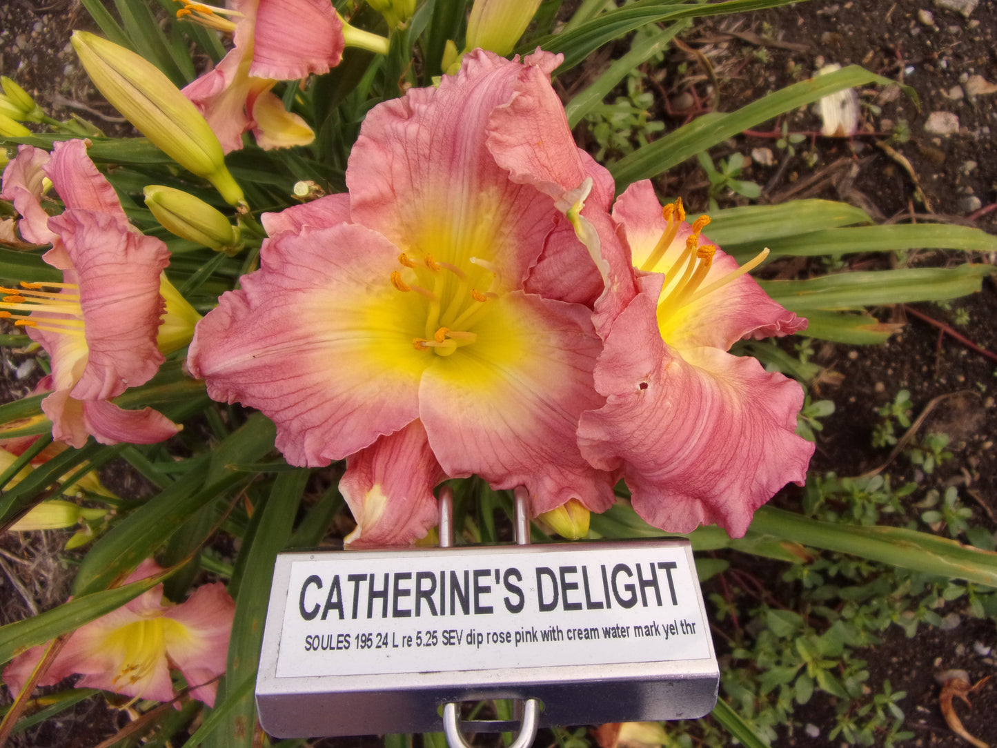 CATHERINE'S DELIGHT