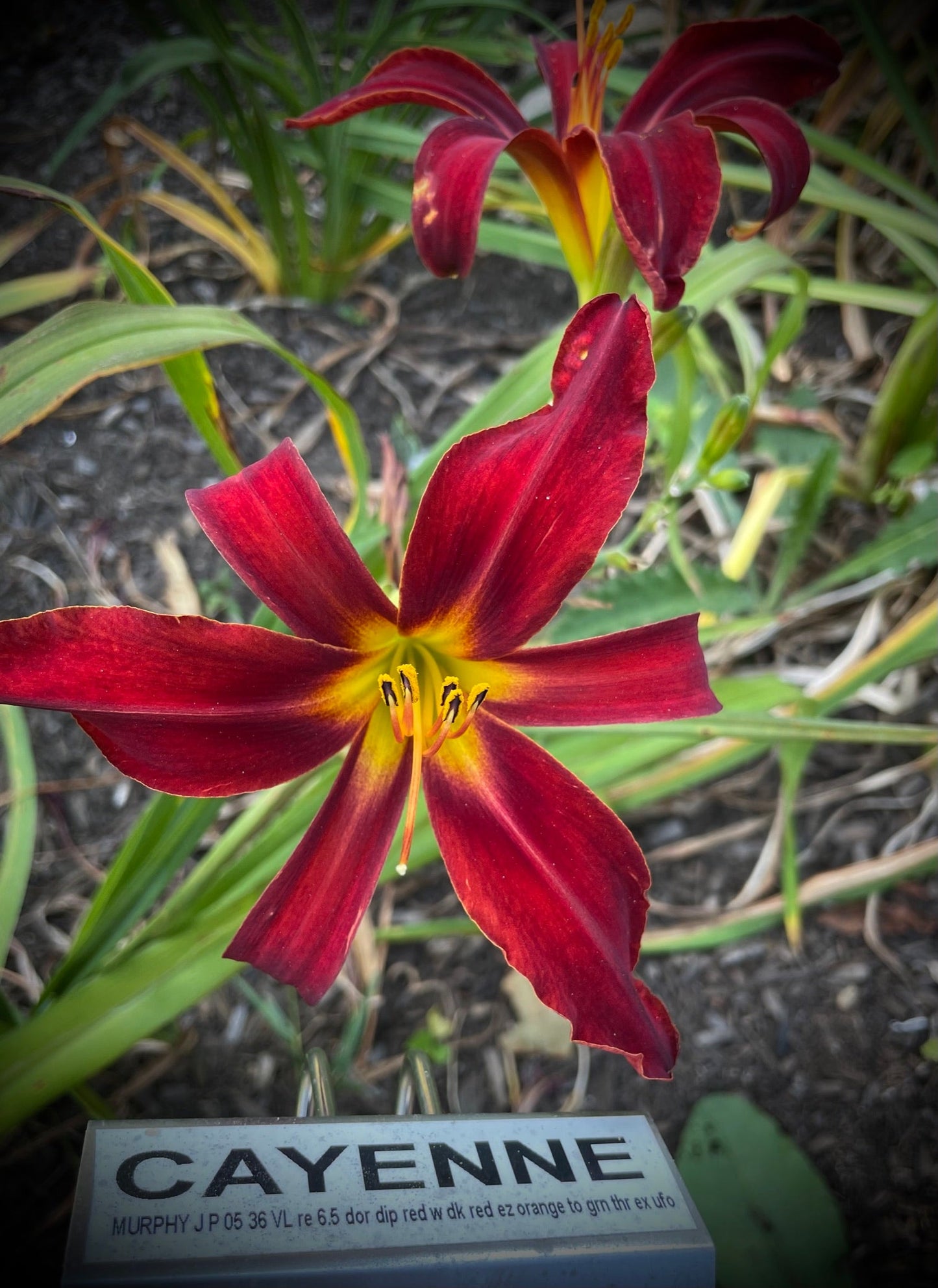 CAYENNE