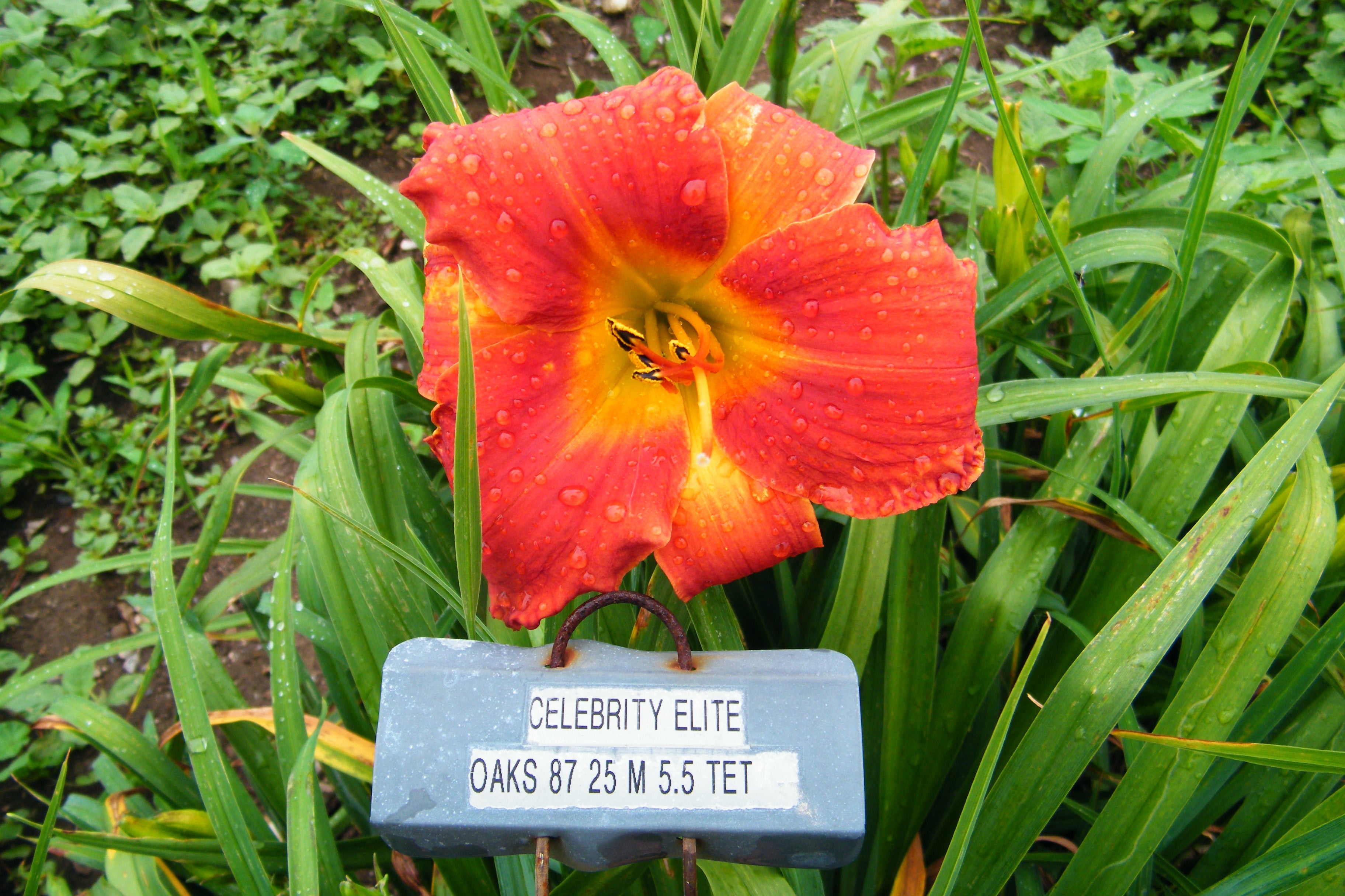 celebrity-elite-qb-daylily-gardens