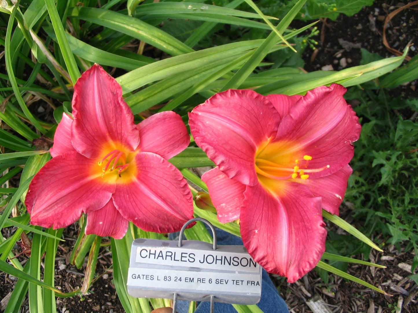 CHARLES JOHNSTON