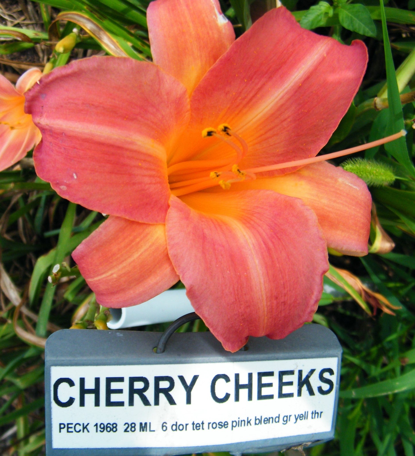 CHERRY CHEEKS