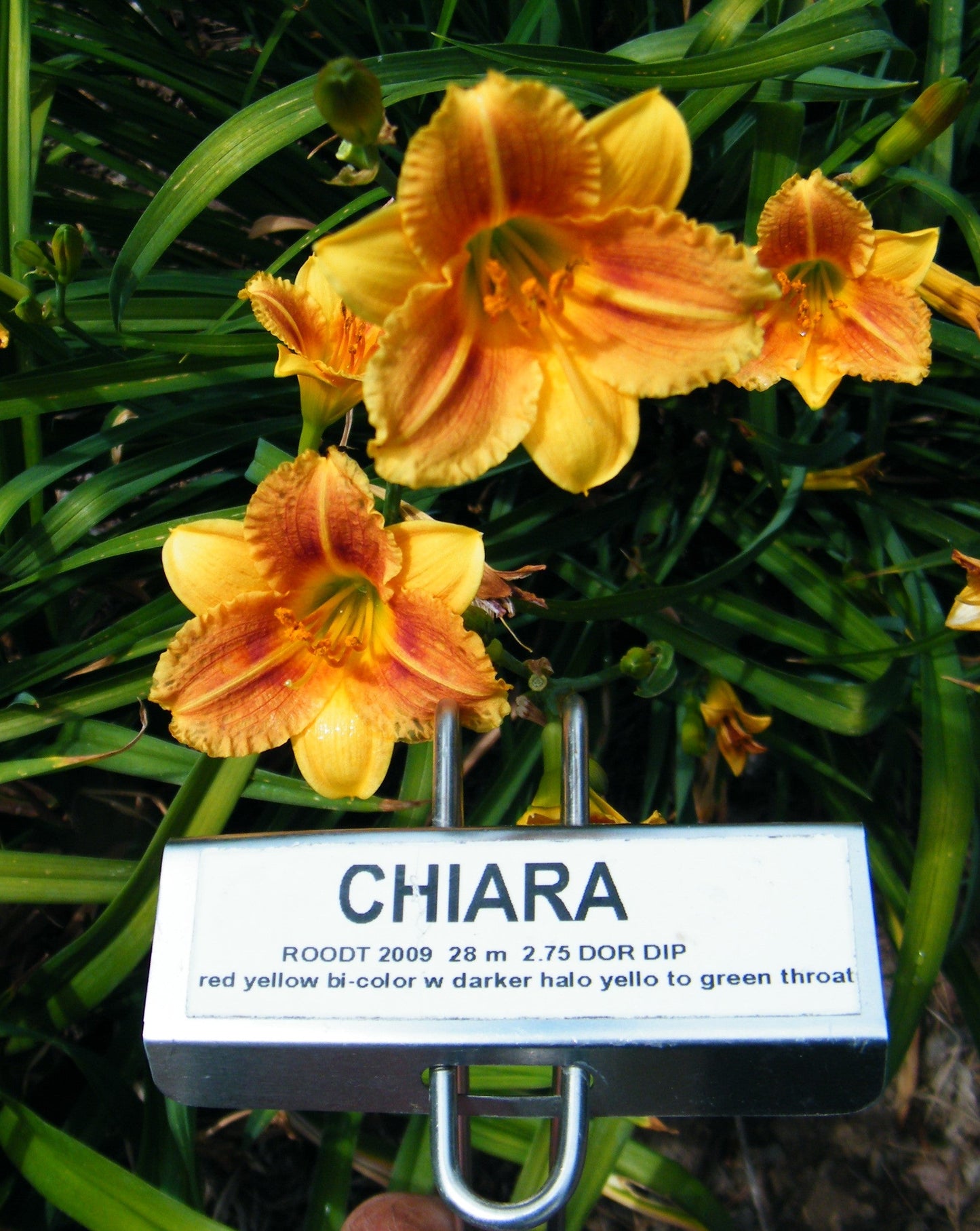 CHIARA