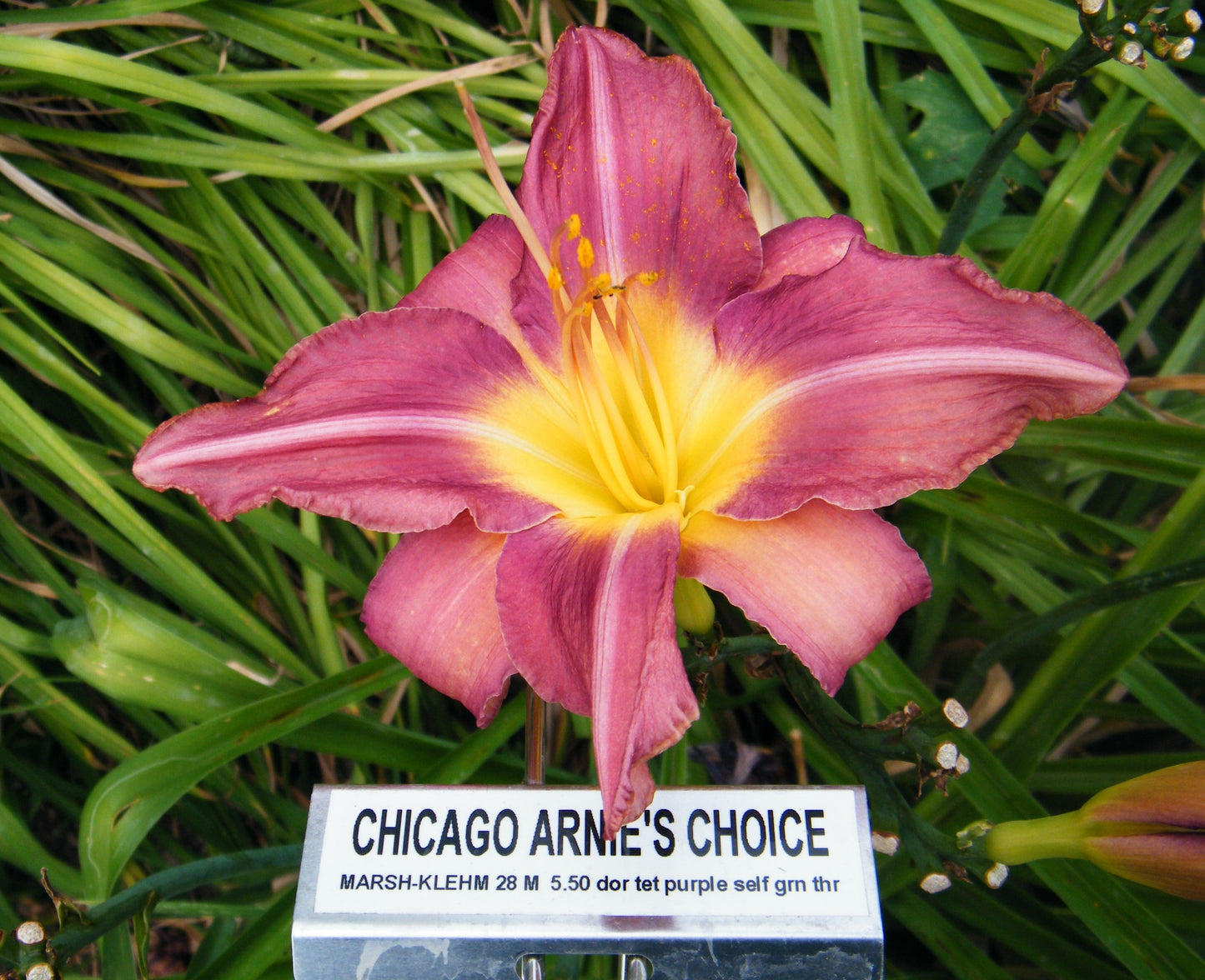CHICAGO ARNIE'S CHOICE