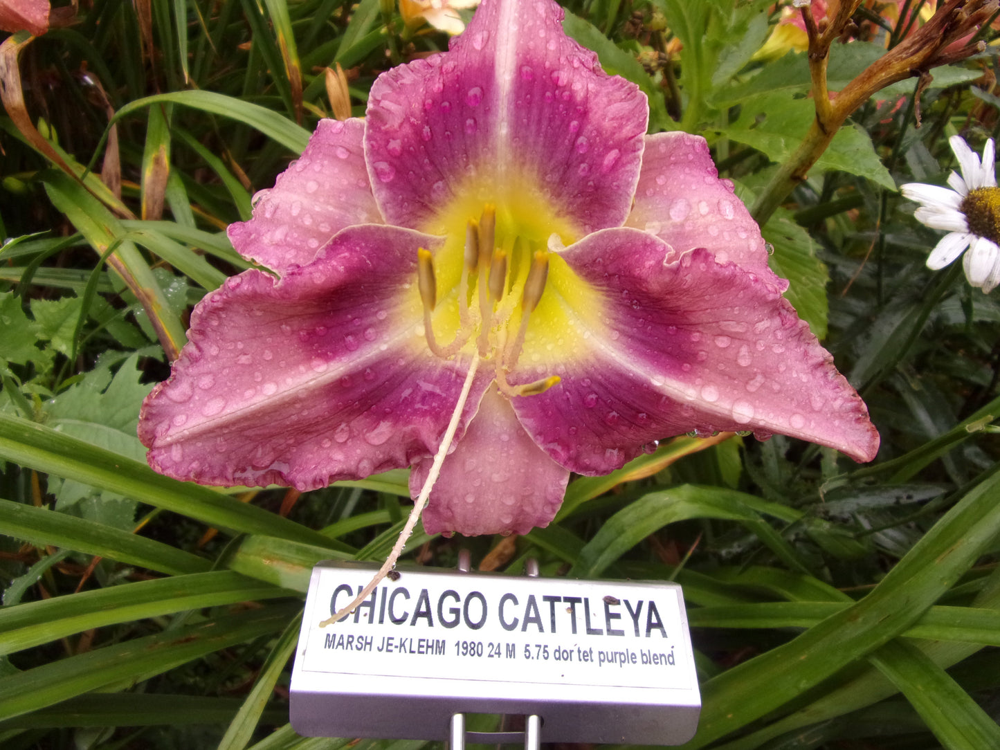 CHICAGO CATTLEYA
