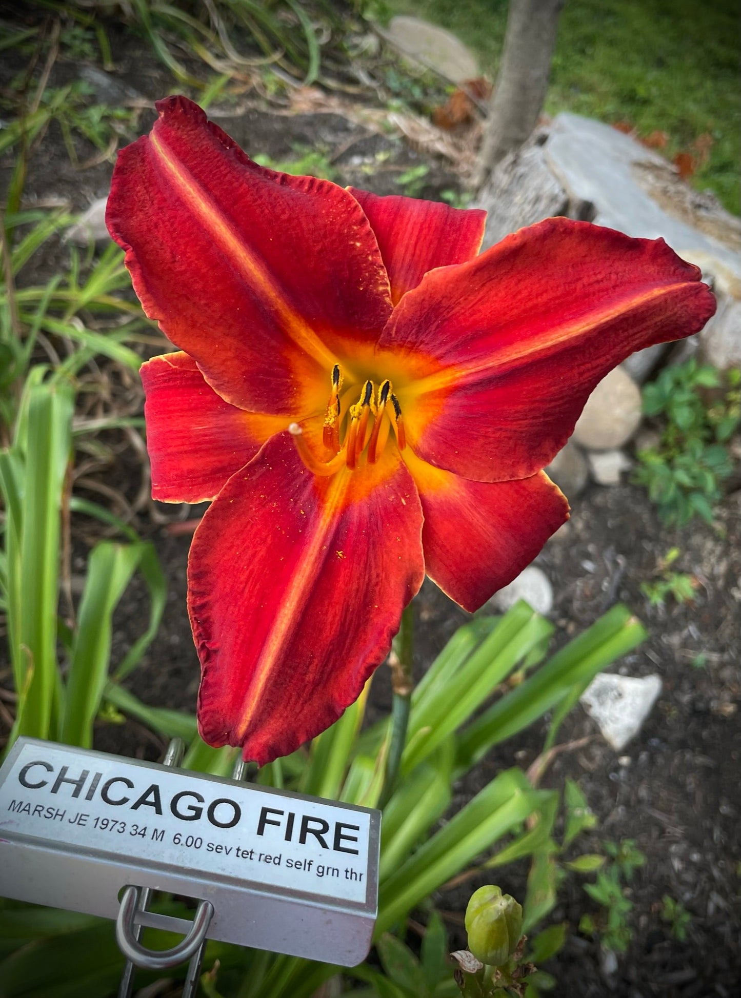 CHICAGO FIRE