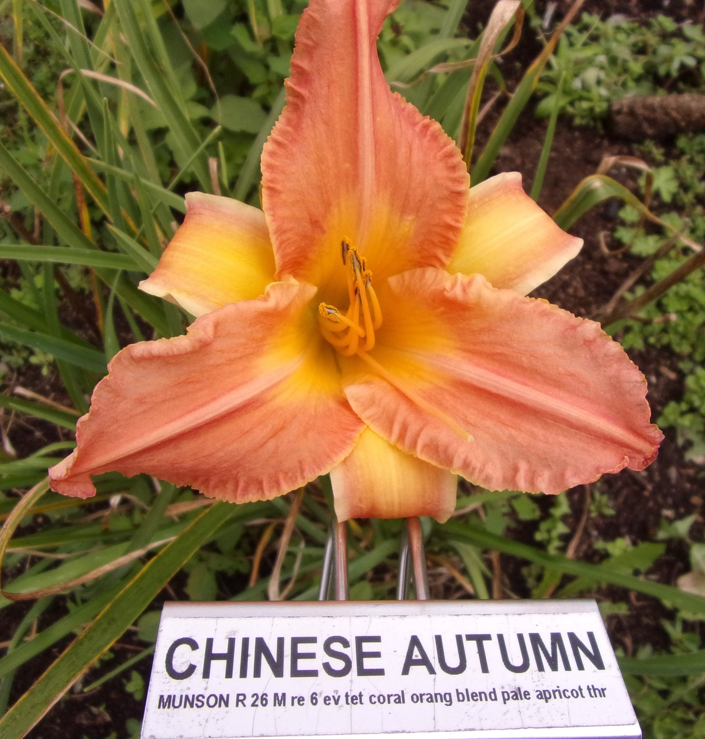CHINESE AUTUMN