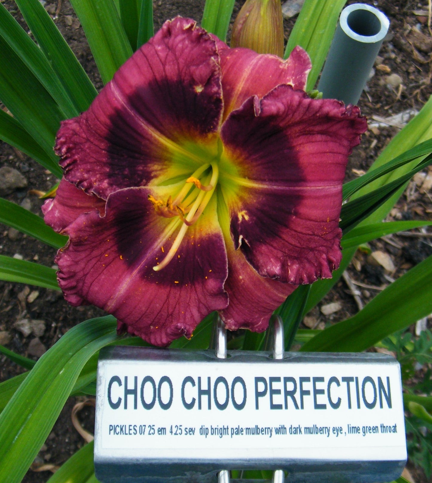 CHOO CHOO PERFECTION