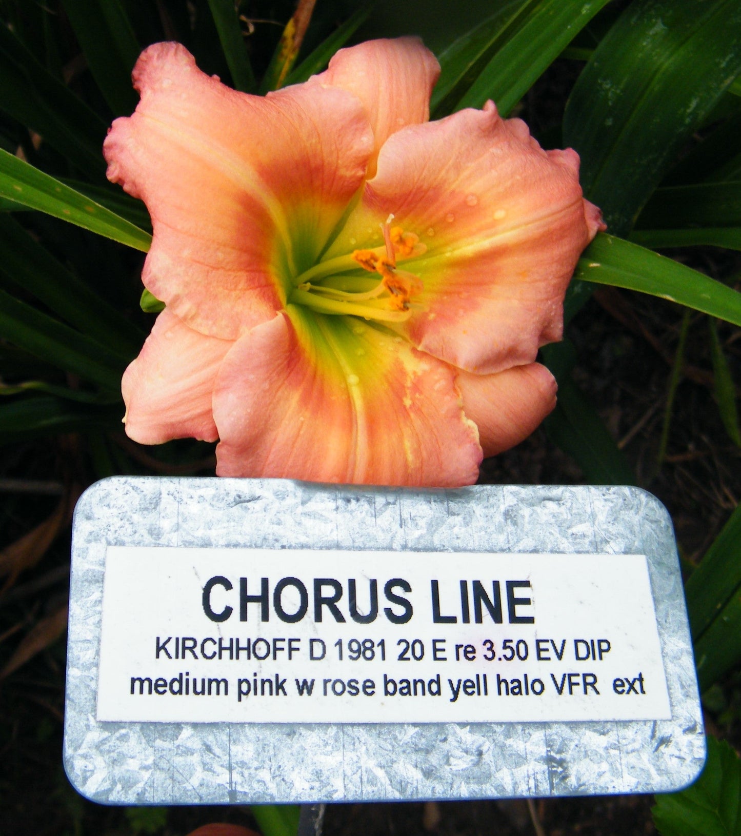CHORUS LINE
