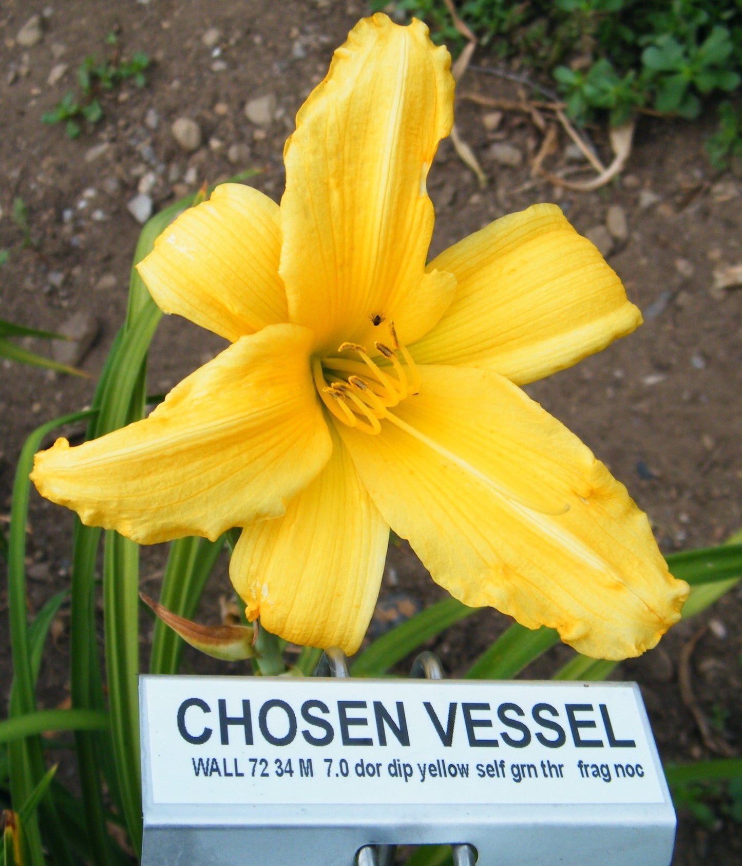 CHOSEN VESSEL