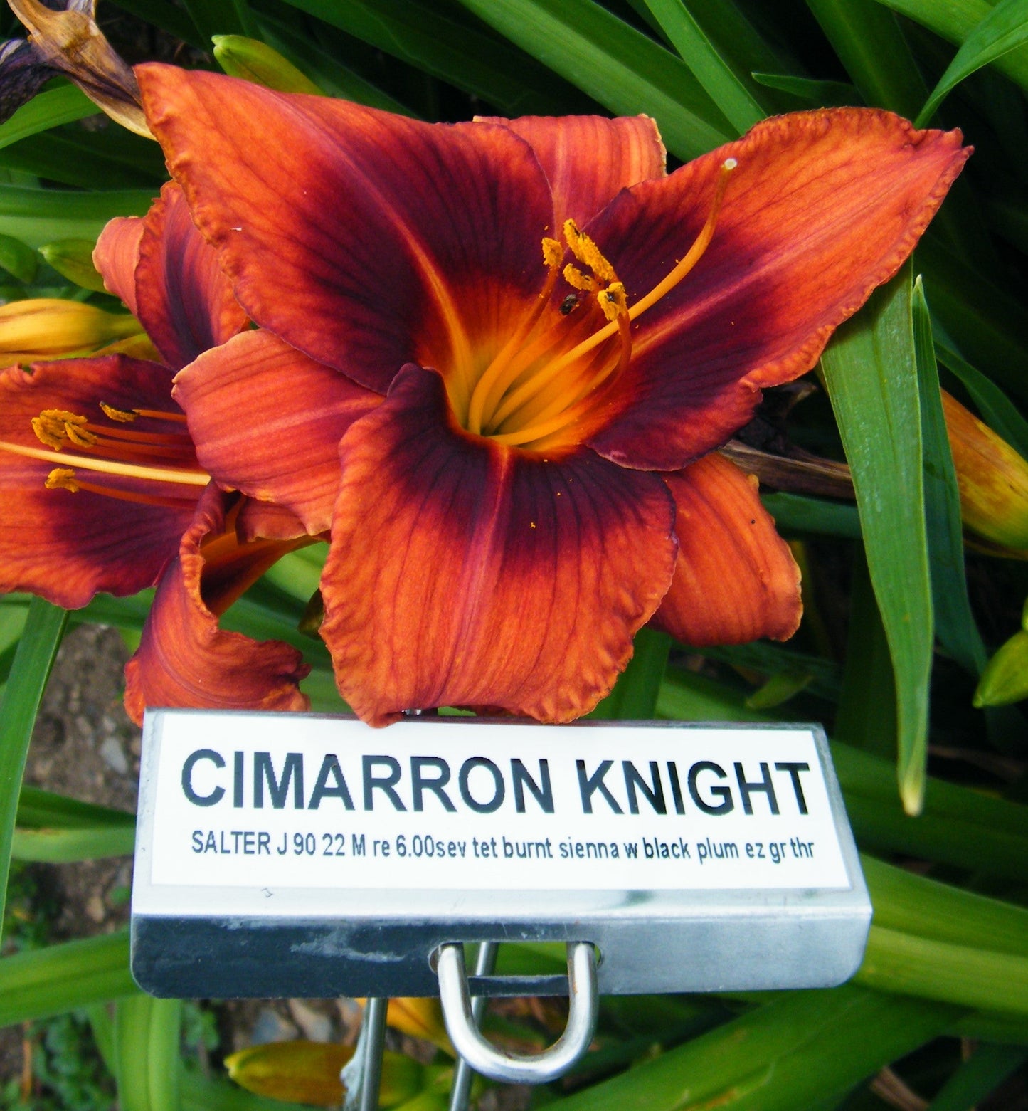 CIMARRON KNIGHT