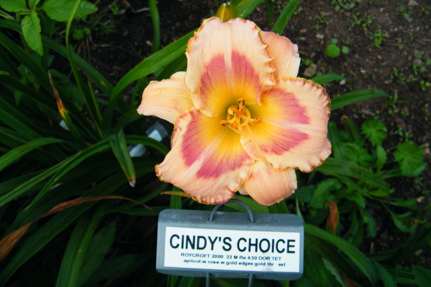 CINDY'S CHOICE