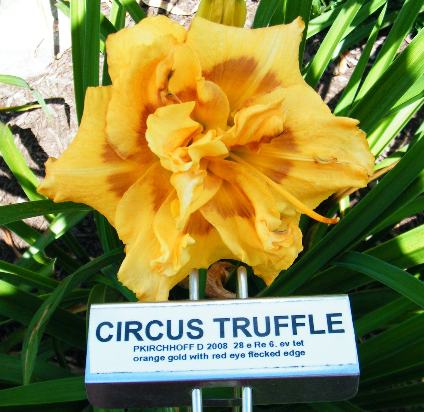 CIRCUS TRUFFLE