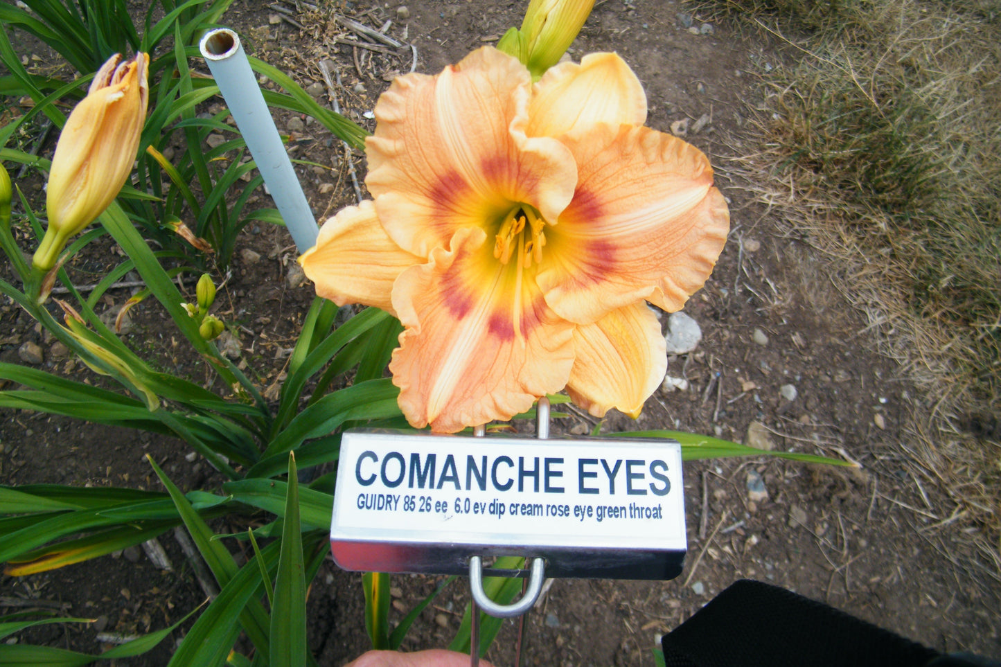 COMANCHE EYES