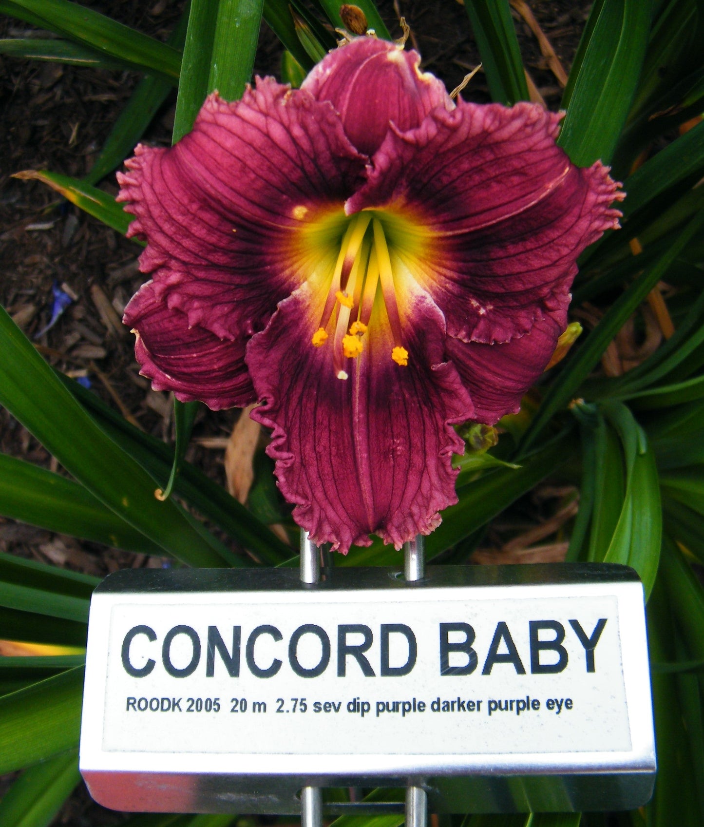 CONCORD BABY