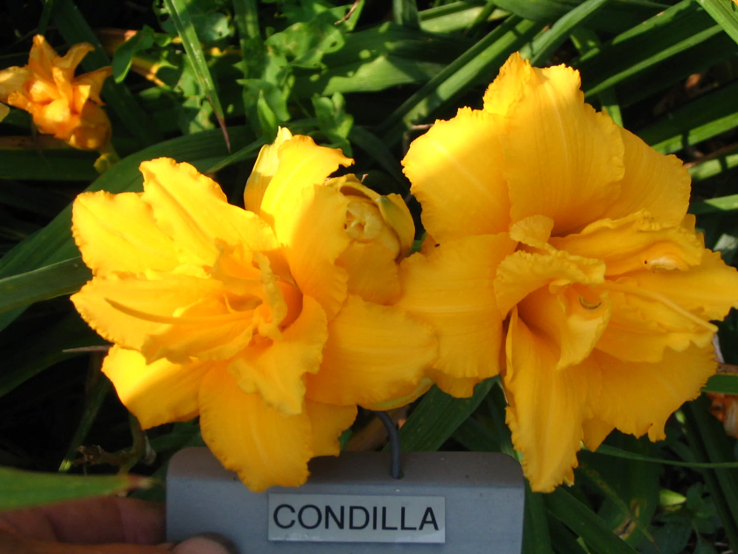 CONDILLA