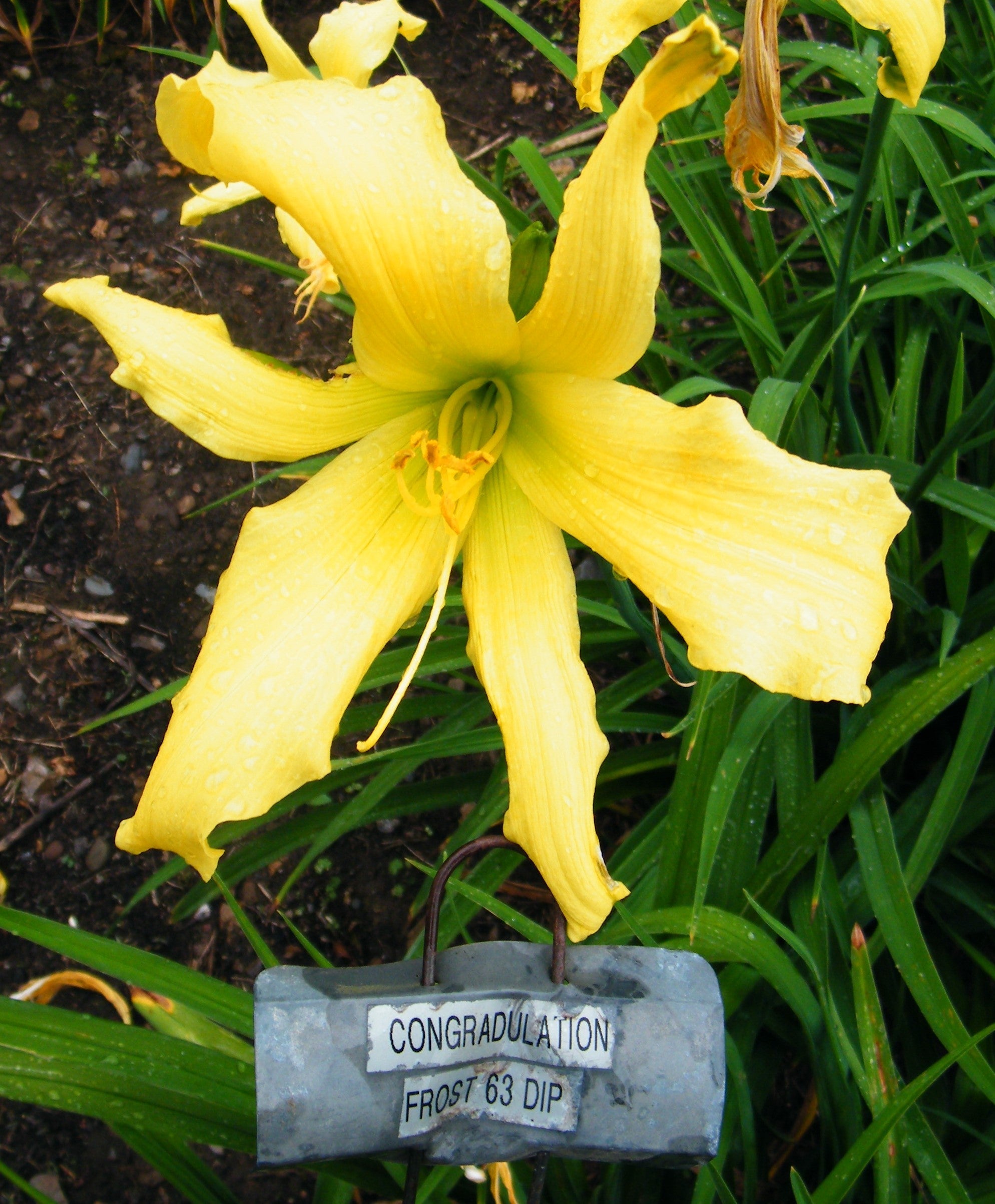 CONGRATULATIONS – QB Daylily Gardens