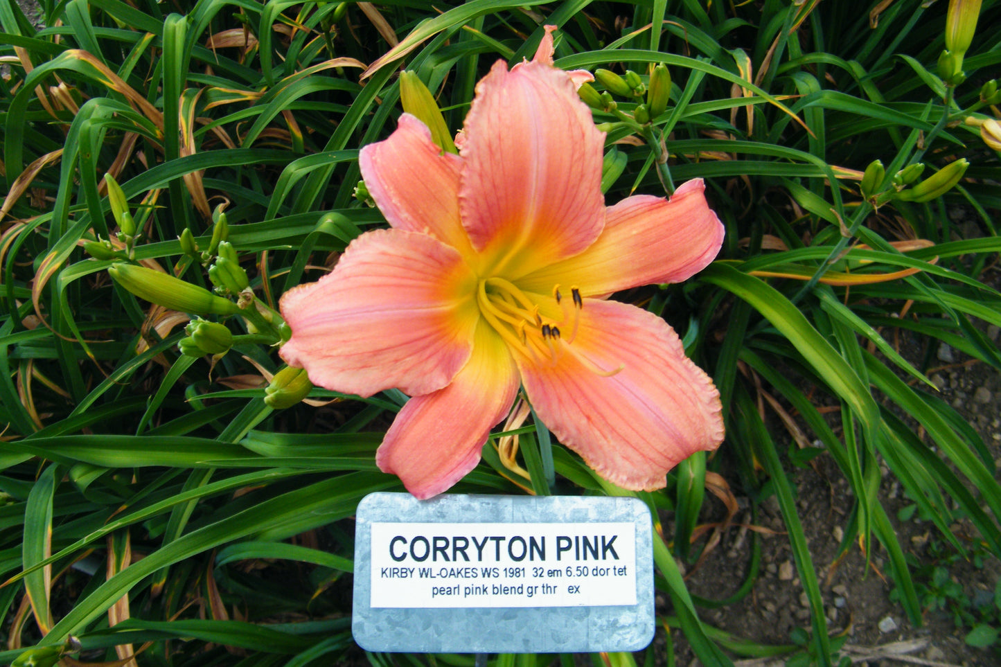 CORRYTON PINK