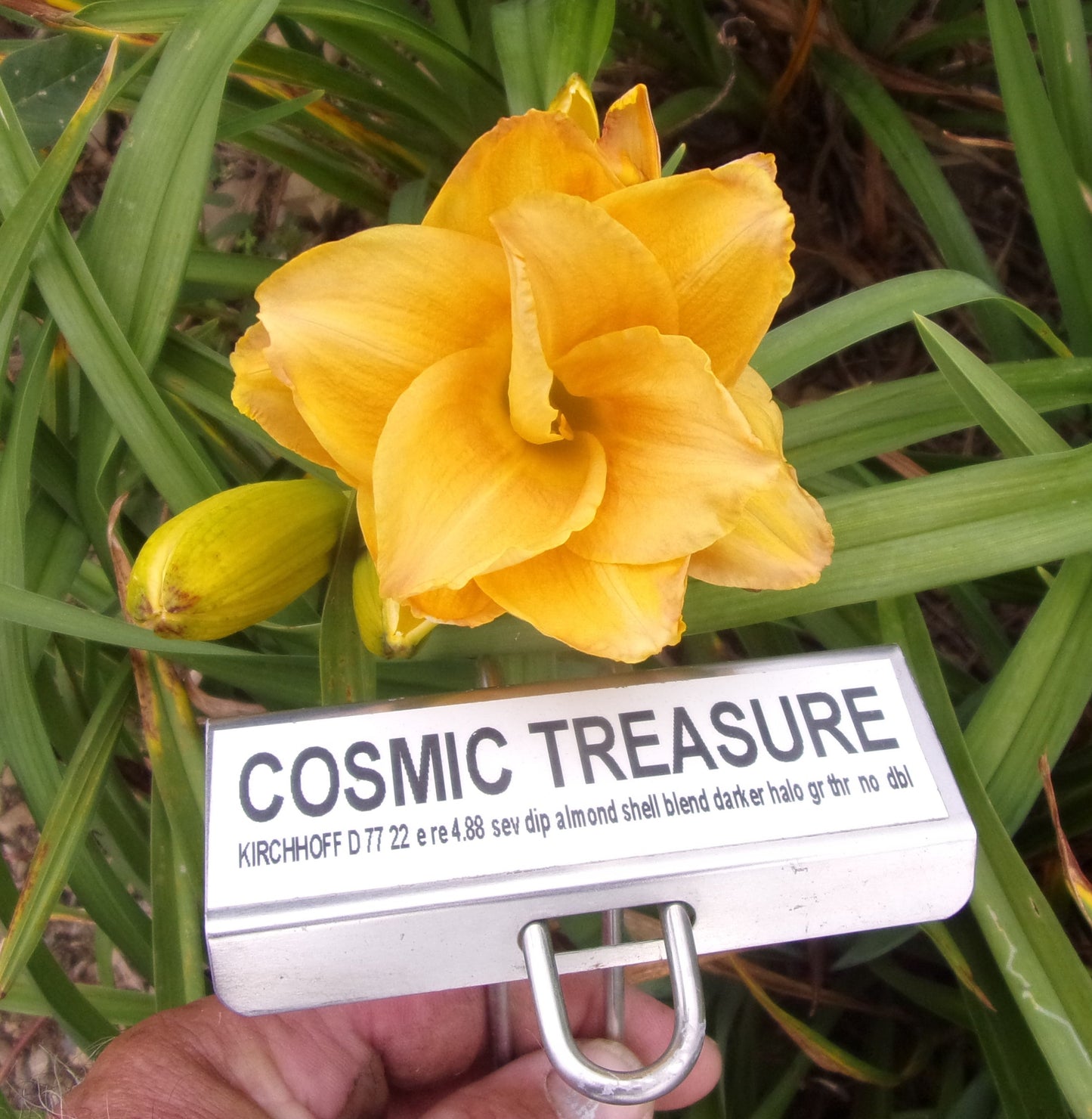 COSMIC TREASURE