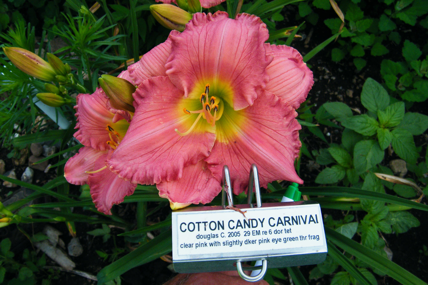 COTTON CANDY CARNIVAL