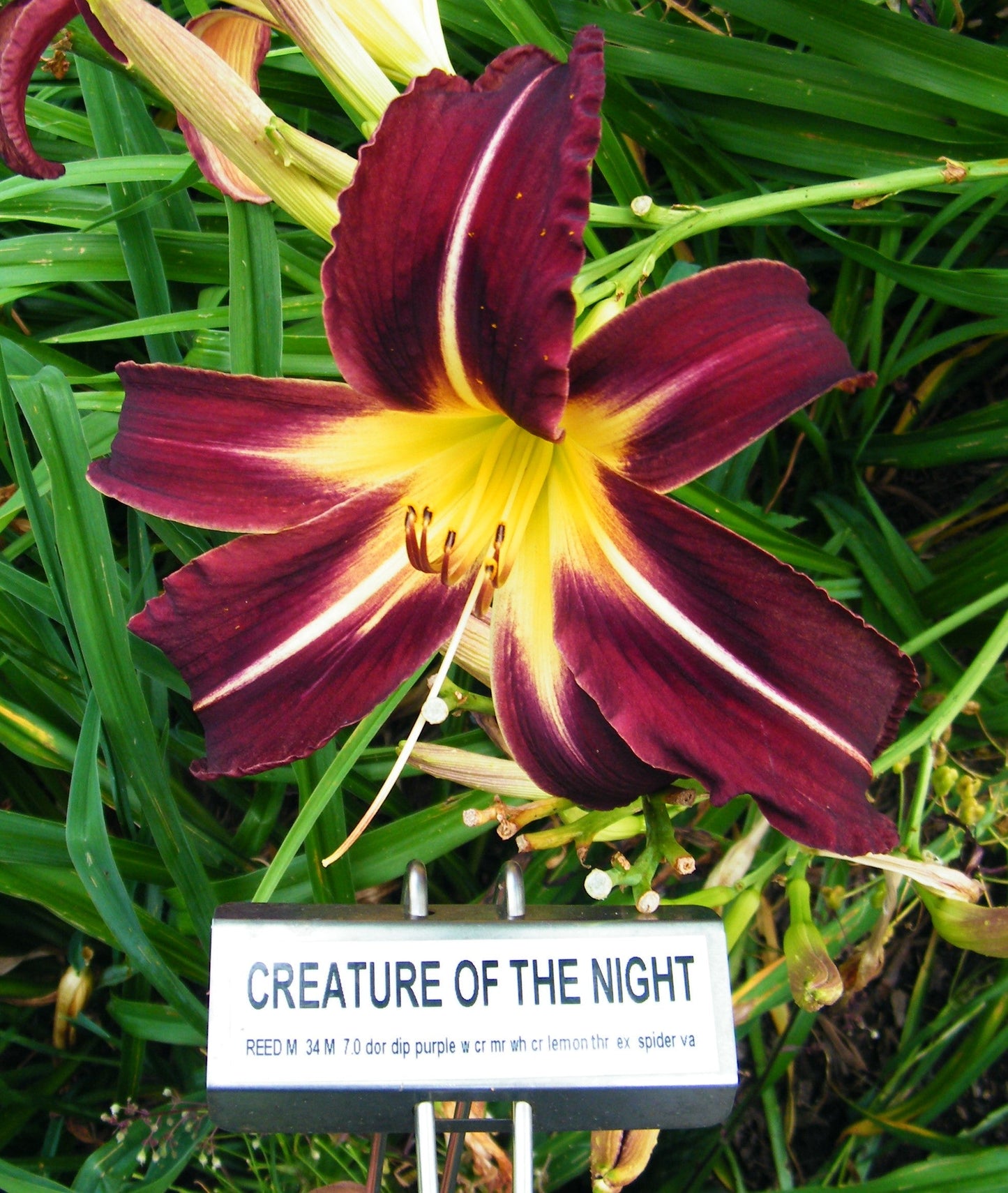 CREATURE OF THE NIGHT