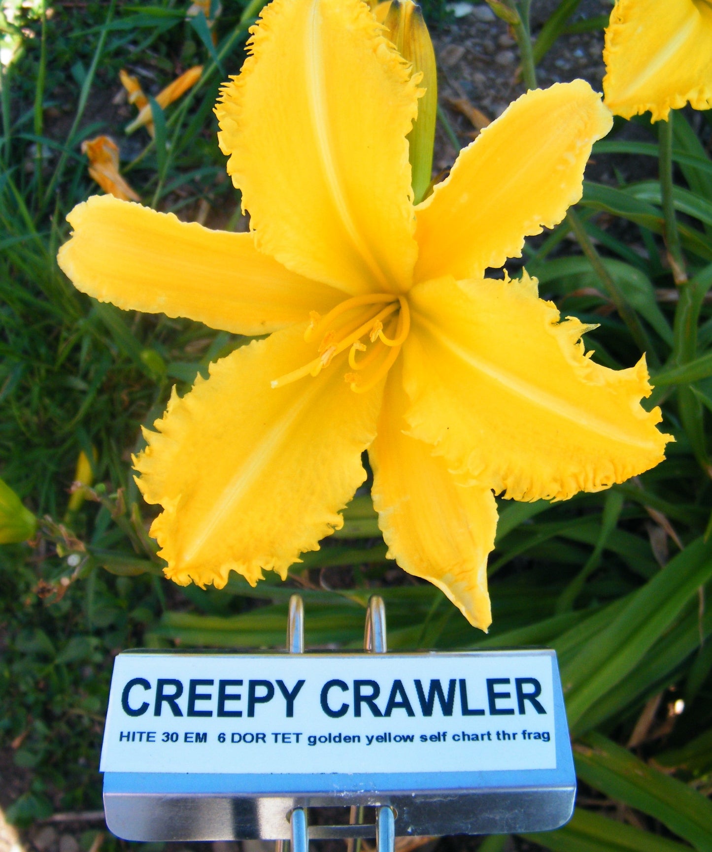 CREEPY CRAWLER