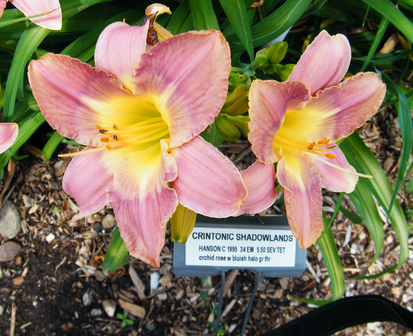 CRINTONIC SHADOWLANDS