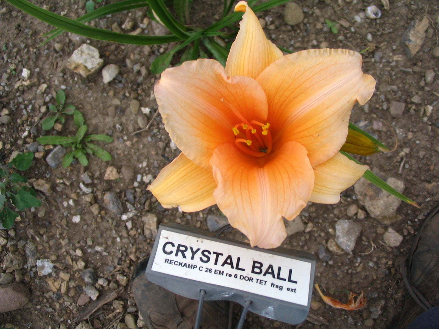 CRYSTAL BALL